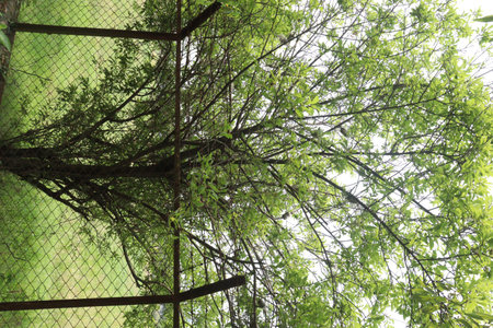 Apricot fruit on tree in farm for harvest are used fruit and spice