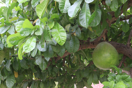 Calabash tree with fruit on garden for flower need not for eat are cash crops