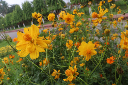 Sulfur cosmos flower plant on farm for harvest are cash crops