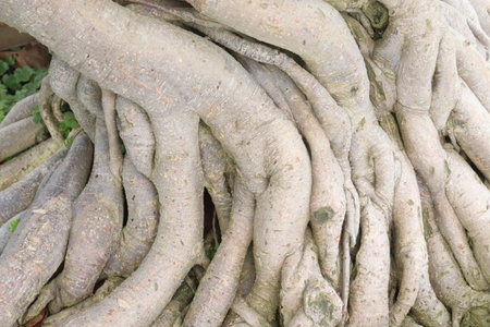 Adenium arabicum tree root on nursery for sell
