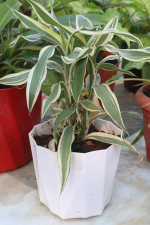 Dracaena fragrans leaf plant on farm for sell are cash crop. effective houseplants in air purification. It can remove formaldehyde, benzene, trichloroethylene, carbon dioxideの写真素材