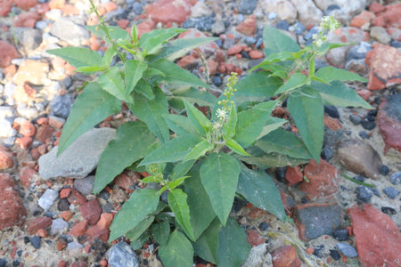 Ban Tulsi are antiseptic, antispasmodic, expectorant, stimulant, stomachic and mildly tonic...