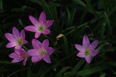 Pink Colored Autumn zephyrlily plant on farm for sell are cash crops it can improve liver function and help people who have liver issues, and Hepatitis issuesの写真素材