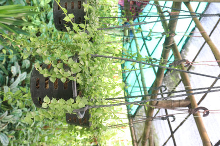 Dischidia ruscifolia leaf plant on farm for sell are cash crop. low-maintenance and can be a great addition to any plant collection. it can removing toxins and pollutants from airの写真素材