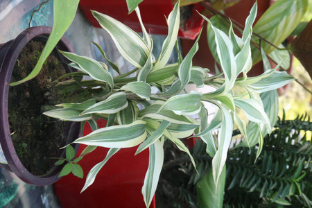 Dracaena fragrans leaf plant on farm for sell are cash crop. effective houseplants in air purification. It can remove formaldehyde, benzene, trichloroethylene, carbon dioxideの写真素材
