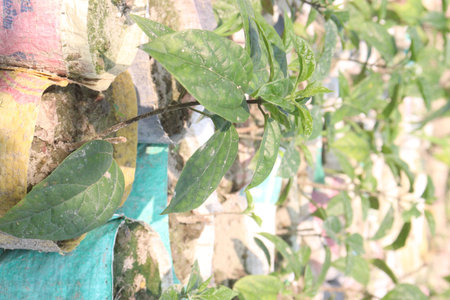 Bleeding-heart vine flower plant on farm for sell are cash crop. incredibly fragrant. roots used for...