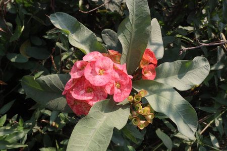 Crown of thorns flower plant on farm for sell are cash crop, it can treat asthma, arthritis, psoriasis. can treat skin conditions like ringworm and athlete's footの写真素材