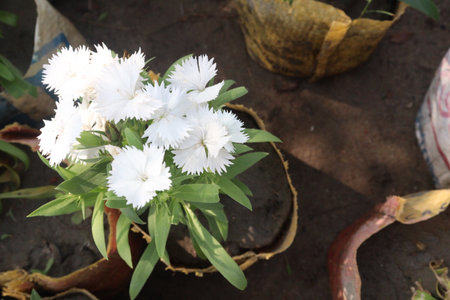 Dianthus White flower plant on farm. it can treat inflammation, infections, stress, respiratory,boost the immune , digestion, heart. with anti-bacterial, anti-fungalの写真素材