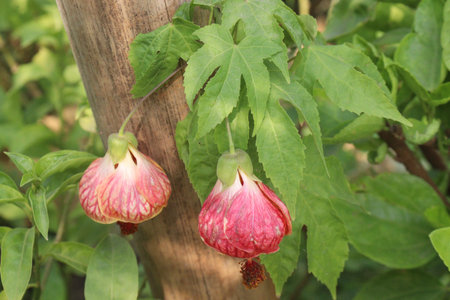 Abutilon pictum flower and ornamental plant on farm for sell are cash cropの写真素材