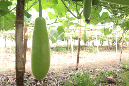 calabash on farm for sell are cash crops. it can used for fever, cough, pain, asthma. It is have minerals, calcium, magnesium, iron, zinc, vitamin B, C, K, nutrients, vegetable, healthy gut microbiomeの写真素材
