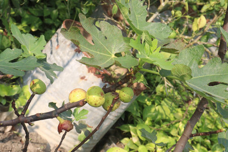 Fig fruit plant on farm for sell are cash crops. it have calcium, potassium, minerals to improve...