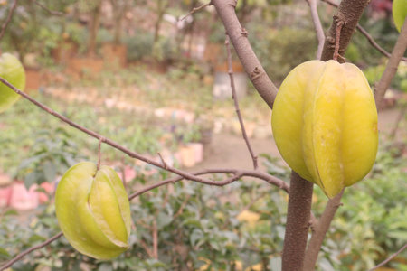 Carambola have vitamin C, it can your body make germ-fighting white blood cells for a strong immune system. potassium of Carambola helps lower blood pressure, lowers risk of a heart attack or stroke.の写真素材