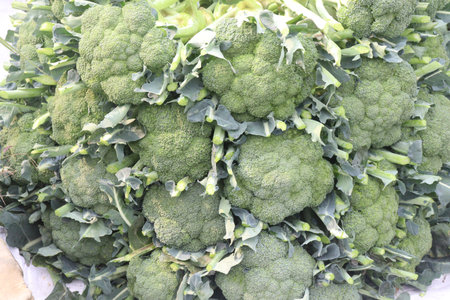Broccoli on farm for harvest are cash crops. Reducing the risk of cancer. have antioxidants, Vitamin C, antioxidant. Boosting immune. Improving skin health. Reducing the risk of diabetesの写真素材