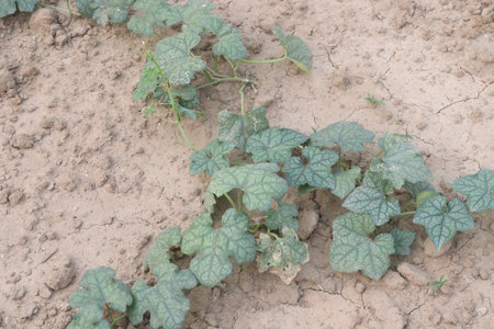 luffa gourd plant on farm for sell are cash crops. which is then used as medicine. Luffa is taken by...