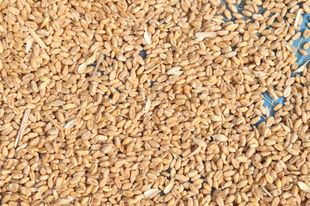 ripe wheat seeds on farm for sell are cash crops.have glucose, control of body weight, fiber, Protect against some diseases: Whole grains can help lower your risk of cardiovascular diseaseの写真素材