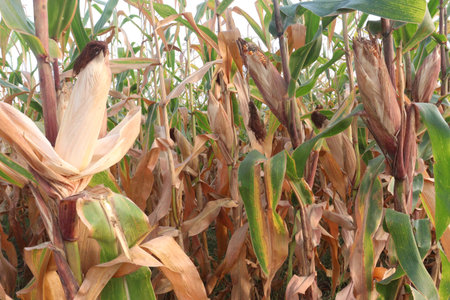 maize also called corn on farm for harvest. uplift eye health, have vitamin A, calories, carbs, low...