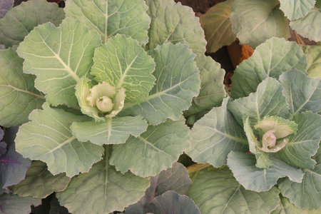 ornamental cabbage on nursery for sell are cash crops