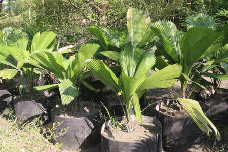 Licuala grandis plant on nursery for sell are cash crops. This evergreen palm is ideal for small. a natural humidifier and detoxifier that removes Carbon Monoxide and releases Oxygenの写真素材