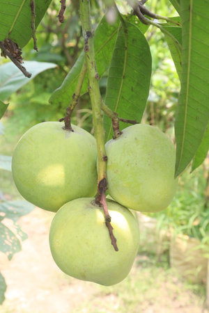 mango on tree in farm for sell are cash crops. have magnesium, potassium, both are connected to...