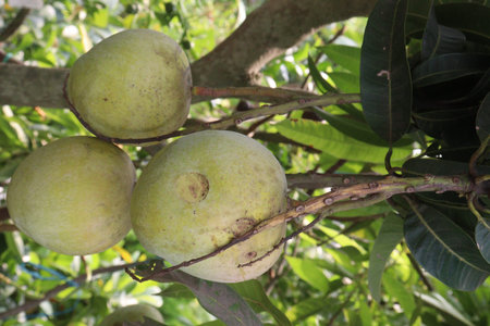 chiang mai mango on tree in farm for sell are cash crops. have magnesium, potassium, both are...