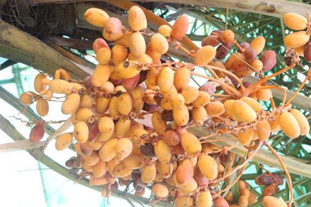 Date palm fruit on tree in farm for harvest are cash crops. contains fiber and other chemicals that...