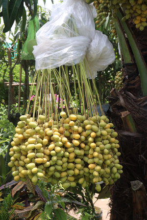 Date palm fruit on tree in farm for harvest are cash crops. contains fiber and other chemicals that...