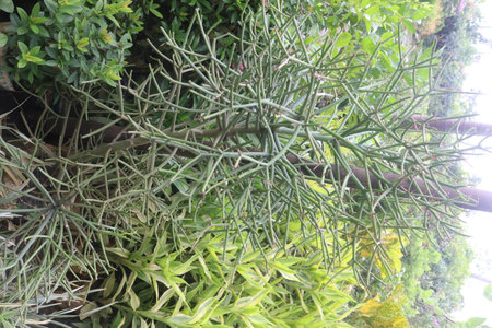 Pencil cactus plant on nursery for sell are cash crops. The thick, white sap the plant oozes when cut or snapped is a poisonous latex, but used in medicine to cure cancer, excrescence, tumors, wartsの写真素材