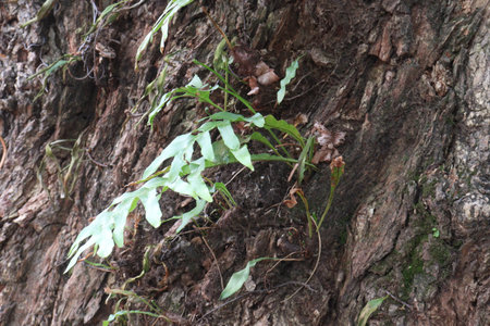 Fern Plant on farm for harvest are cash cropsの写真素材