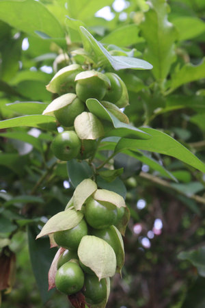 Gmelina philippensis flower plant on nursery for sell are cash crops. fruit can treat cough, eczema of the feet, fatigue. extract of roots can treating diseases of the joints and nervesの写真素材