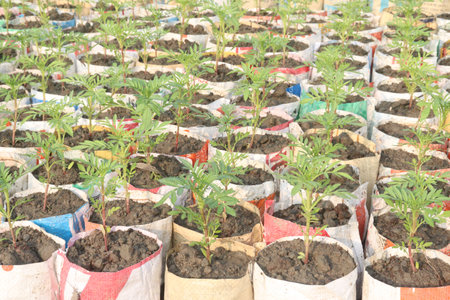 marigold flower seedling on nursery for sell are cash cropsの写真素材