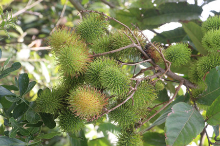 Rambutan on tree in farm for harvest are cash crops. help digestive system. The dietary fiber in...