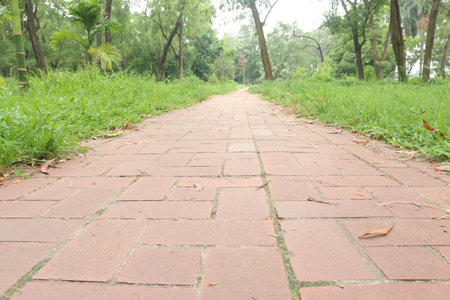 Red brick walkway with green grass for walkの写真素材