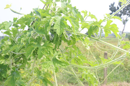 Bitter melon on tree in the farm for harvest are cash crops.の写真素材