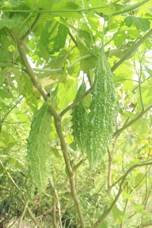 Bitter melon on tree in the farm for harvest are cash crops.の写真素材