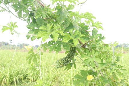 Bitter melon on tree in the farm for harvest are cash crops.の写真素材