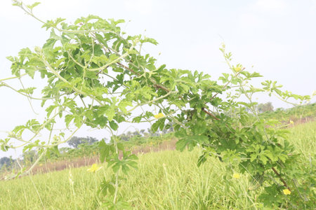 Bitter melon on tree in the farm for harvest are cash crops.の写真素材