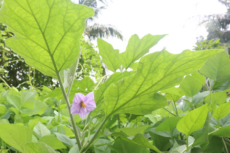 brinjal flower on tree in the farm for harvesting. It can blood circulation in the heart due to its essential components such as bioactive compounds, potassium, fibre, Carbohydrateの写真素材