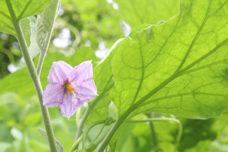 brinjal flower on tree in the farm for harvesting are cash crops. It can blood circulation in the heart due to its essential components such as bioactive compounds, potassium, fibre, Carbohydrateの写真素材