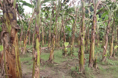 Raw Bananas bunch on tree in farm for harvest are cash crops have nutrients, While bananas can be good for health, Eating bananas can help lower blood pressure and may reduce the risk of cancerの写真素材