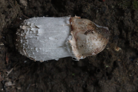 Calvatia cyathiformis plant on field. or purple spored puffball, is a large edible saprobic species of Calvatia. This terrestrial puffball has purplish or purple-brown sporesの写真素材