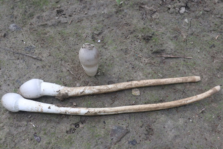 Calvatia cyathiformis plant on field. or purple spored puffball, is a large edible saprobic species of Calvatia. This terrestrial puffball has purplish or purple-brown sporesの写真素材