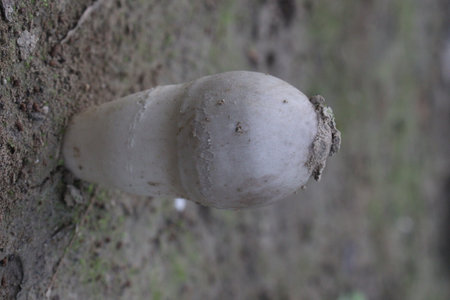 Calvatia cyathiformis plant on field. or purple spored puffball, is a large edible saprobic species of Calvatia. This terrestrial puffball has purplish or purple-brown sporesの写真素材