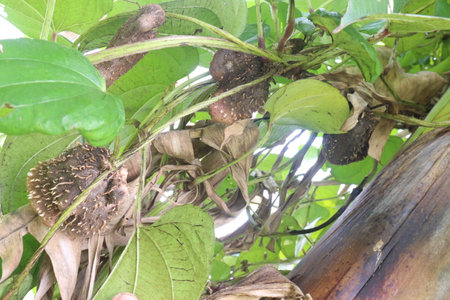 dioscorea alata purple yam on plant in farm for harvest are cash crops.の写真素材