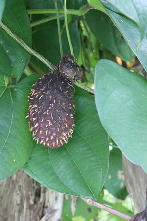dioscorea alata purple yam on plant in farm for harvest are cash crops.の写真素材