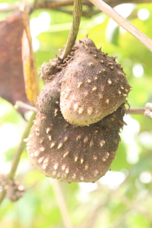 dioscorea alata purple yam on plant in farm for harvest are cash crops.の写真素材