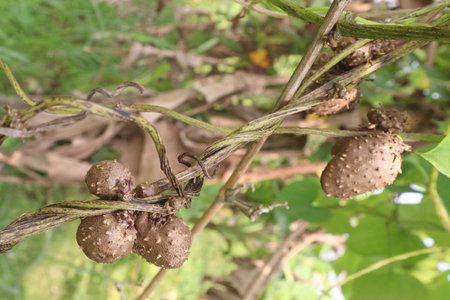 dioscorea alata purple yam on plant in farm for harvest are cash crops.の写真素材