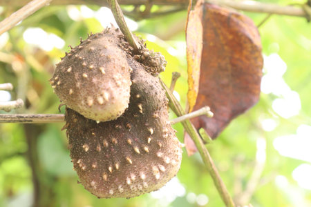 dioscorea alata purple yam on plant in farm for harvest are cash crops.の写真素材