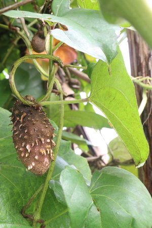 dioscorea alata purple yam on plant in farm for harvest.の写真素材