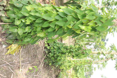 dioscorea alata purple yam plant on farm for harvest are cash crops.の写真素材