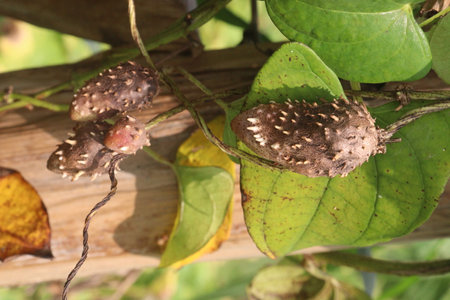 dioscorea alata purple yam on plant in farm for harvest are cash crops.の写真素材